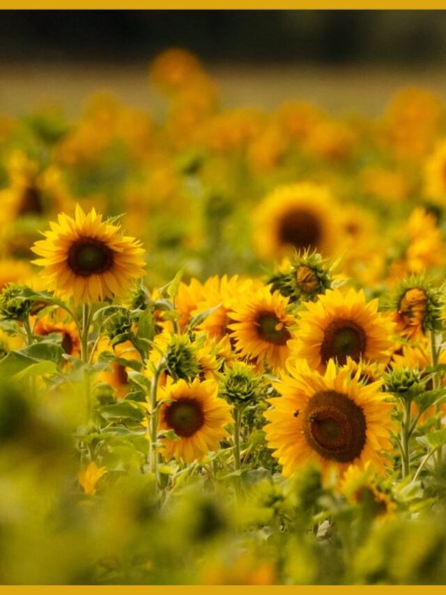 Plant Sunflowers