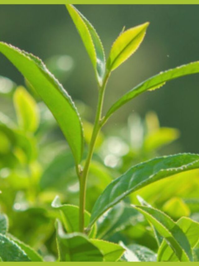 Top Tips For Growing Your Own Tea Garden