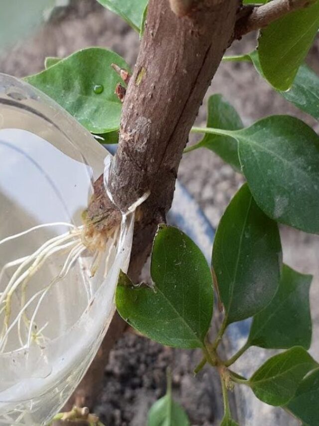 How Often To Water Bougainvillea