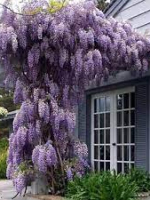 How to Grow Wisteria Vine My Home Garden