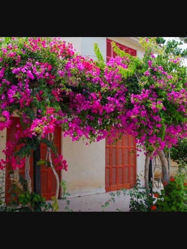 How to grow and care for bougainvillea at home