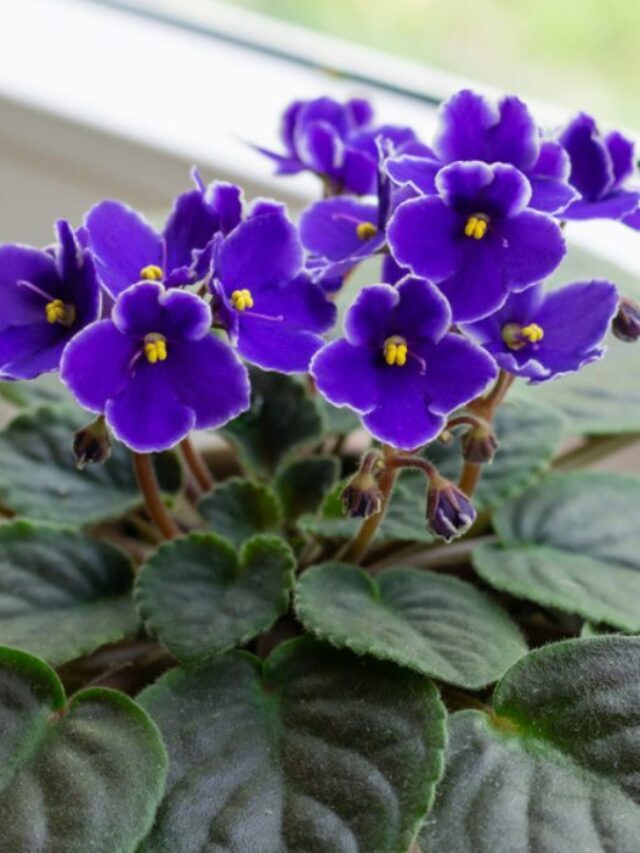 How to Plant African Violets