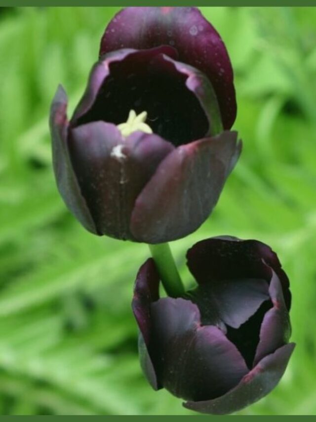 Black Flowers