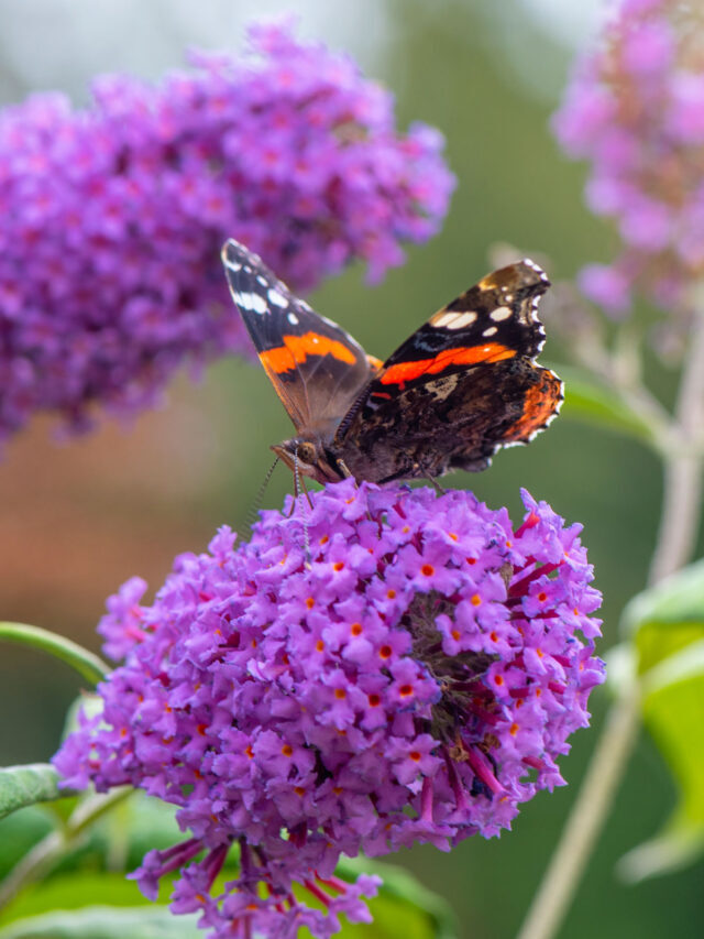 Best Way to Care for a Butterfly Bush