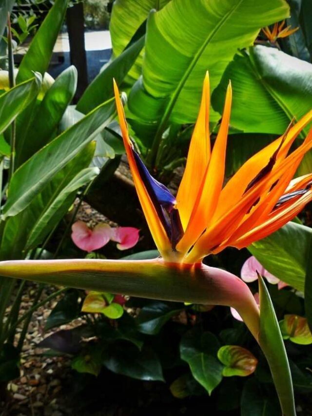 How to Bird of Paradise Plant Care