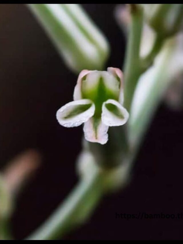 Do Haworthia Die After Flowering