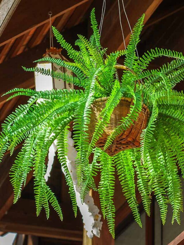 Tips for Growing Boston Ferns at Home