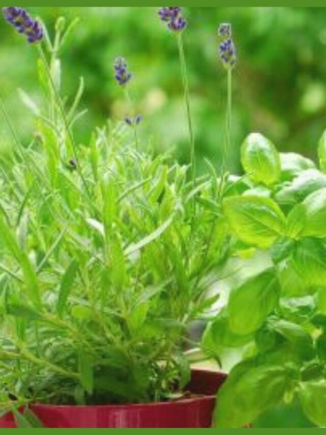 5 Japanese Herbs to Grow in Your Garden