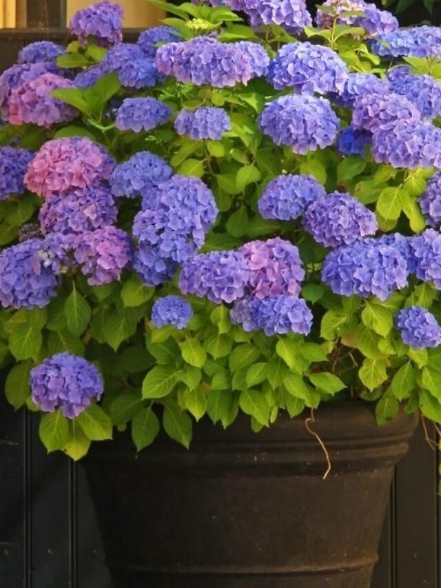 Can you grow hydrangeas in pots