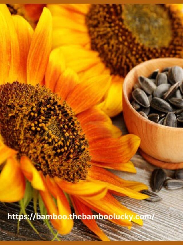 Where Do Sunflower Seeds Come From