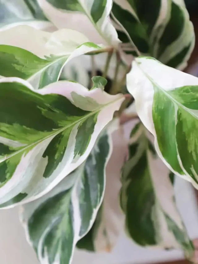 Why Is Calathea White Fusion Leaves Curling