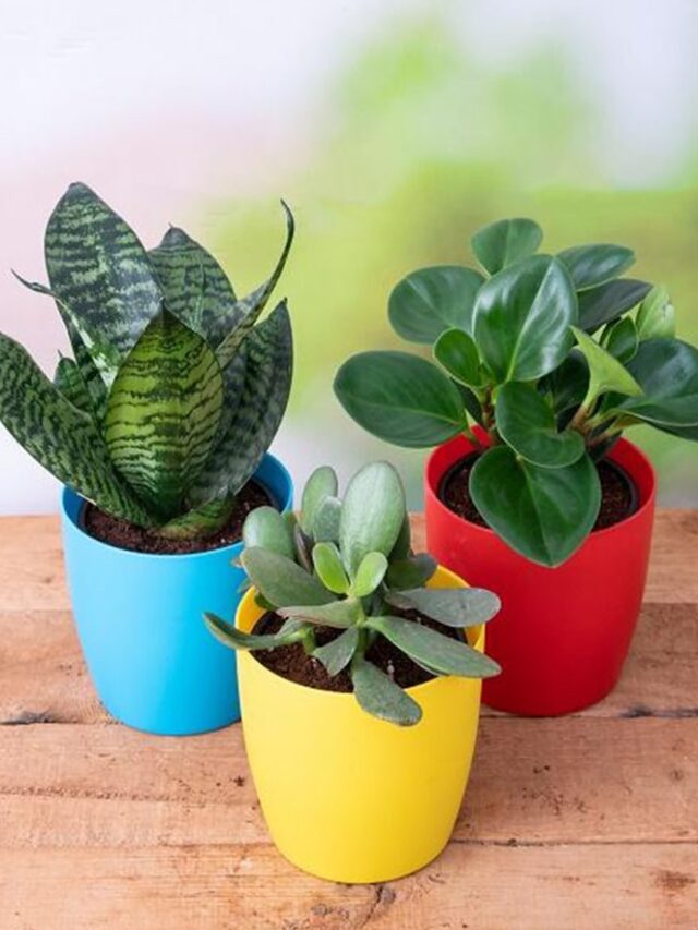 peperomia--snake-plant--crassula-ovata-jade-plant-by-nurserylive-peperomia--snake-plant--crassula-ov-tmhts3