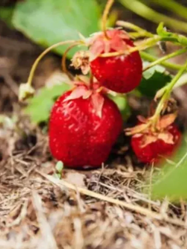 Do Strawberries Like Coffee Grounds